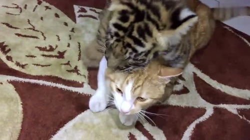 老虎和猫为什么长得像，老虎和猫能和平相处吗