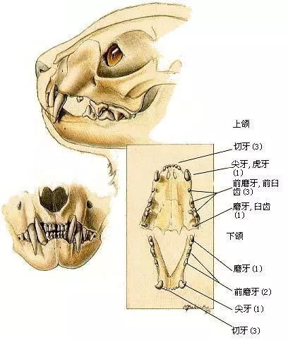 门齿是指什么地方