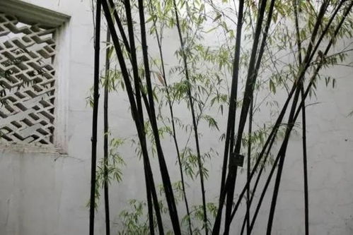 修竹赋，修竹名字的寓意