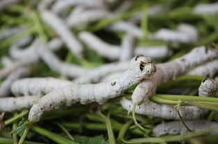 silkworm是什么意思，silkworms是什么意思