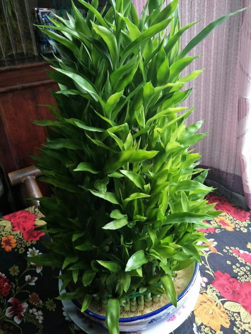 寓意节节高升的植物