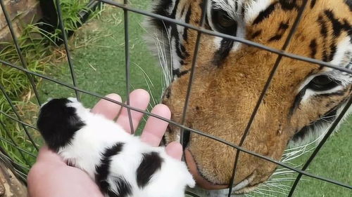 老虎和猫是什么关系?