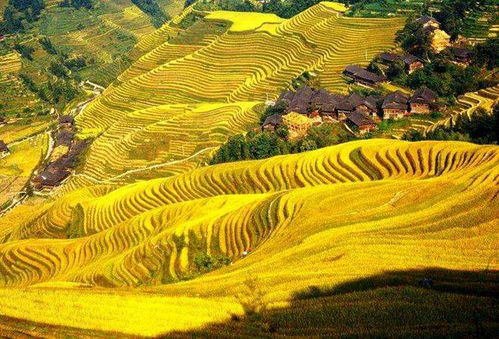 龙脊天气预报7天一周查询，广西龙脊天气