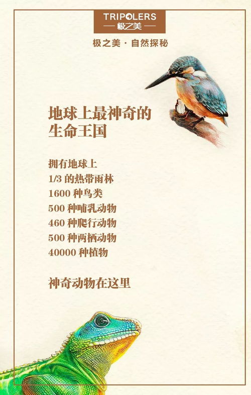 生命的赞歌作文