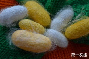 蚕茧是什么