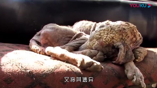 遗弃家庭成员多久可以起诉离婚，遗弃罪判几年