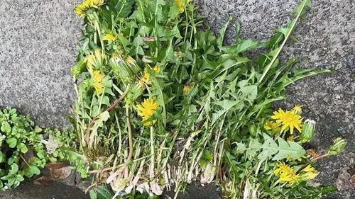 有谁知道这是什么植物?有什么作用?