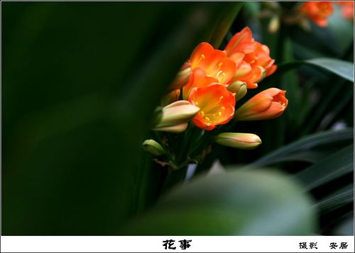 “花事”是什么意思?
