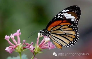 梦见梦蝴蝶的预兆