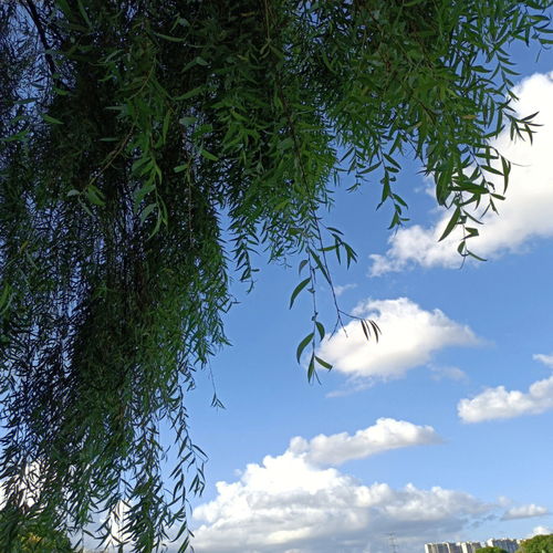 微风什么意思，威风什么