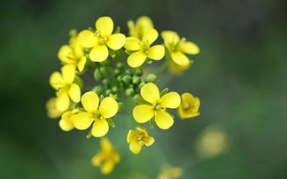 描写油菜花的句子 短句，描写油菜花的句子50字
