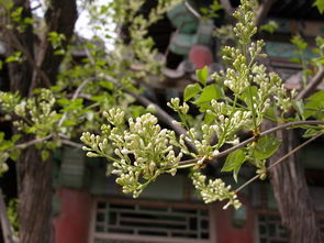 白丁香是什么动物的粪便，白丁香花语