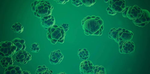 单细胞生物和多细胞生物有哪些