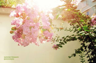 花影重重是什么意思，花影重重叠叠上瑶台