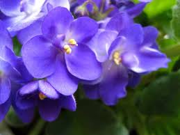 violet是什么颜色