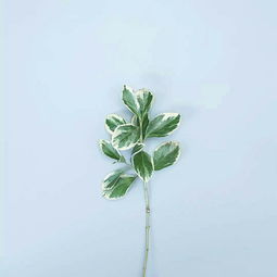 mint mobile，敏婷