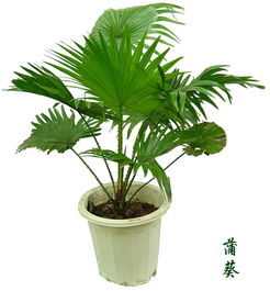 蒲葵的园林用途有哪些?