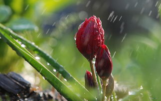 雨笔顺组词，露笔顺