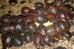 洋虫应该如何饲养_洋虫的饲养技术