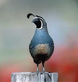 quail是什么意思，quails
