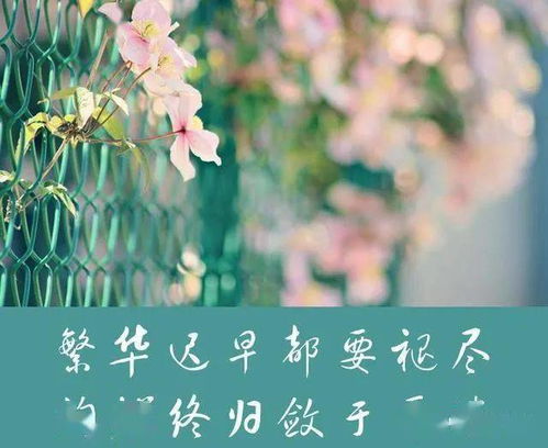 平平淡淡的生活感悟唯美句子，平平淡淡才是真下一句
