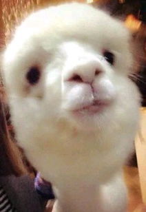 盯的组词 盯是什么意思