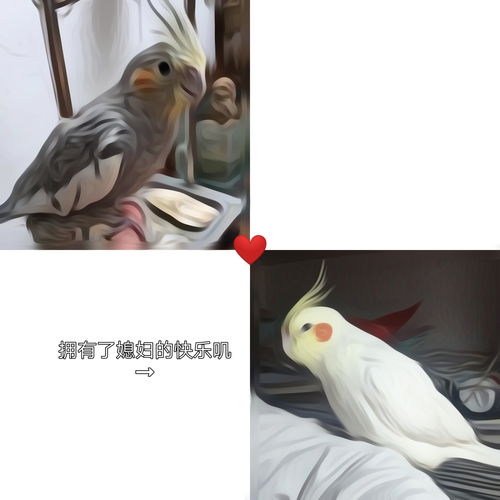 玄风圣王，玄凤鸟