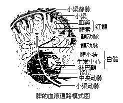 四川方言说内脏里面的“毛粘”指的是什么
