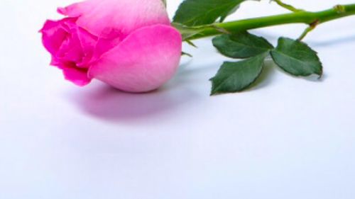 一支玫瑰花包装，一支玫瑰花图片真实