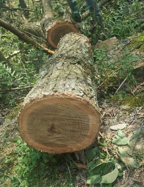 楸木家具怎么样?先看优缺点