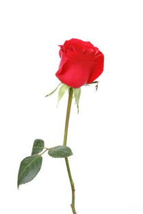 一支玫瑰花是什么意思?