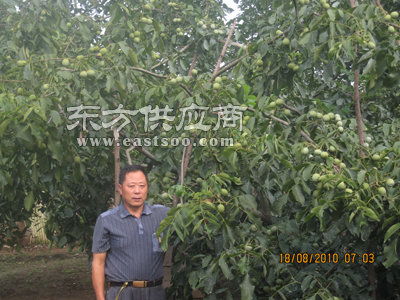 大宅院的女人香玲哑巴是第几集