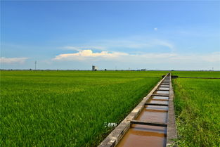 鲜花的鲜怎么组词怎么写，鲜花的鲜有什么组词
