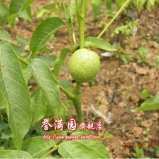 香玲武器推荐，香菱圣遗物