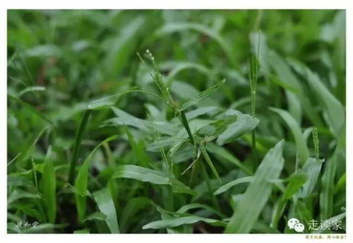 马鞭草科植物有哪些?