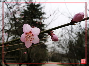 惜春长怕花开早,何况落红无数的意思