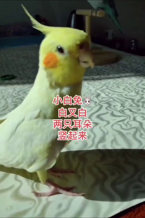玄风鹦鹉不怎么吃东西老想睡觉怎么回事