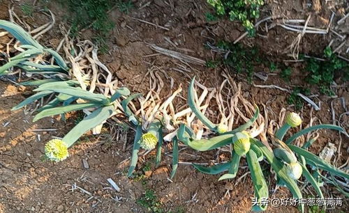 抽薹期，抽薹植株