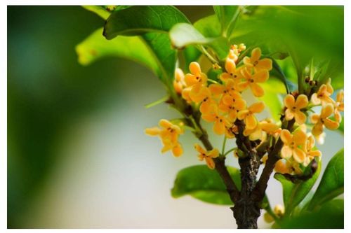 关于桂花的资料简介300字，关于桂花的资料50字