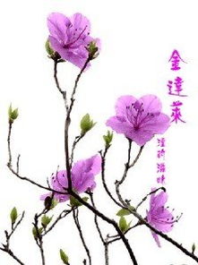 金达莱花中文歌词谐音，金达莱花歌词含义