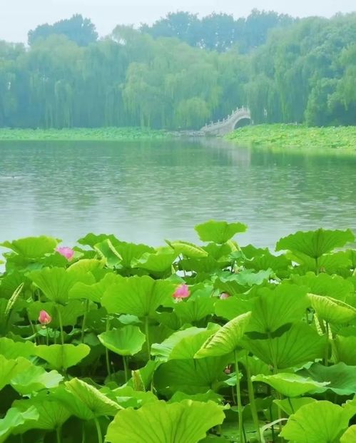 诗经中“渌水澹澹”出自哪里?