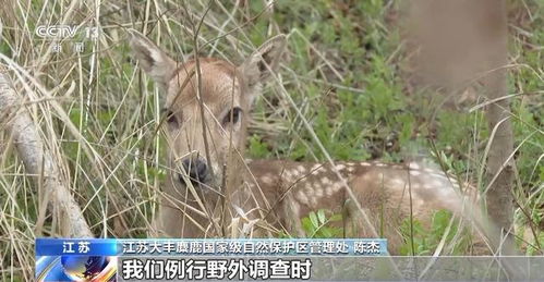 保护野生动物作文800字，保护野生动物作文500字