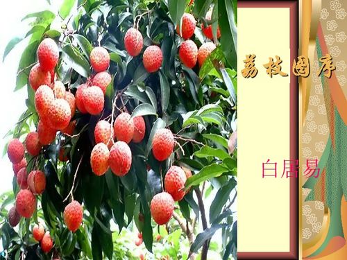 白居易的荔枝图序整首诗