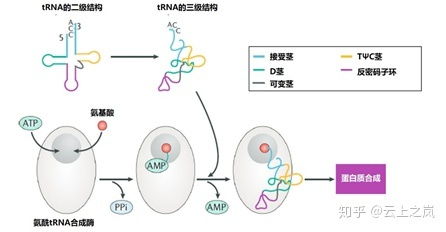 在蛋白质生物合成中trna的作用，trna的作用与功能