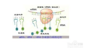 信使RNA和tRNA的功能是什么?