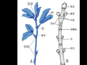 是什么根茎?谢谢