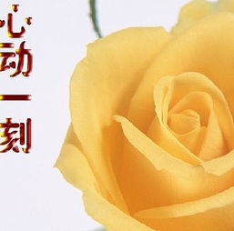 不止心动一刻，心动一刻电视剧免费观看姜十七