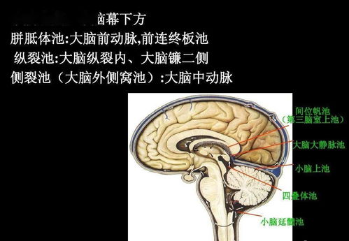 脑室缺血灶是怎么回事，脑室增宽的孩子会怎样