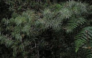有植物界的大熊猫之称的植物是