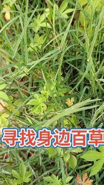 百草真菌王，百草园到三味书屋原文